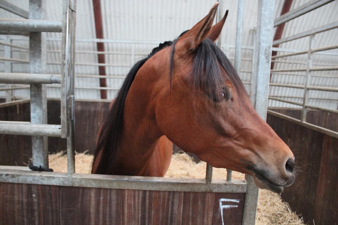 Arabisk fuldblod (OX) Fe rashid ox billede 4