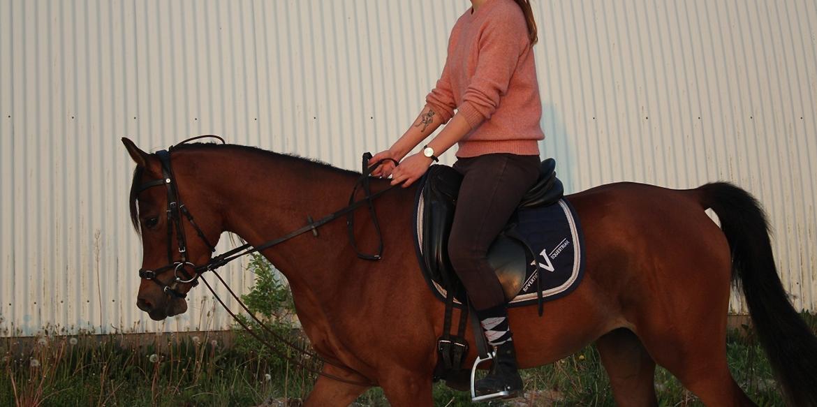 Arabisk fuldblod (OX) Fe rashid ox billede 3