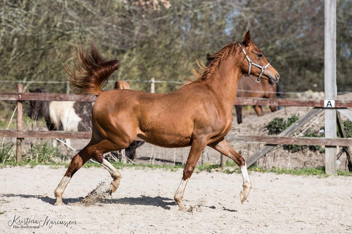 Arabisk fuldblod (OX) Hh unik touch of khiara ox billede 1