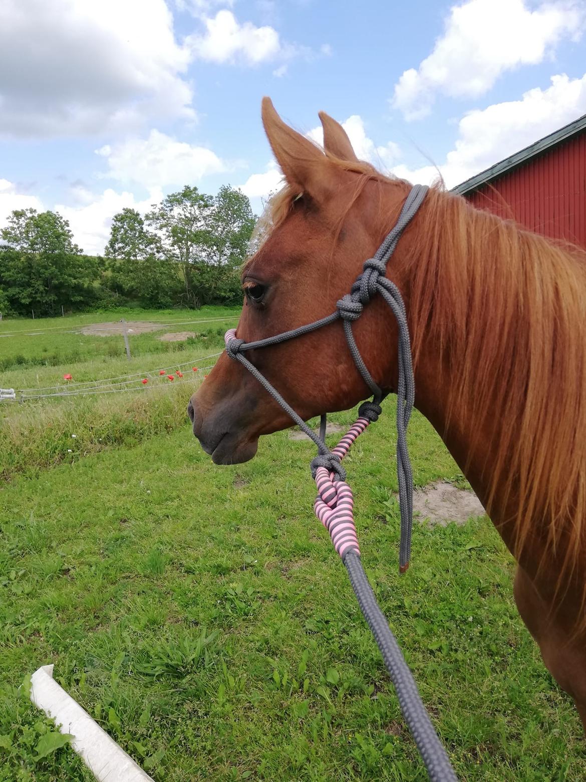 Arabisk fuldblod (OX) Hh unik touch of khiara ox billede 5