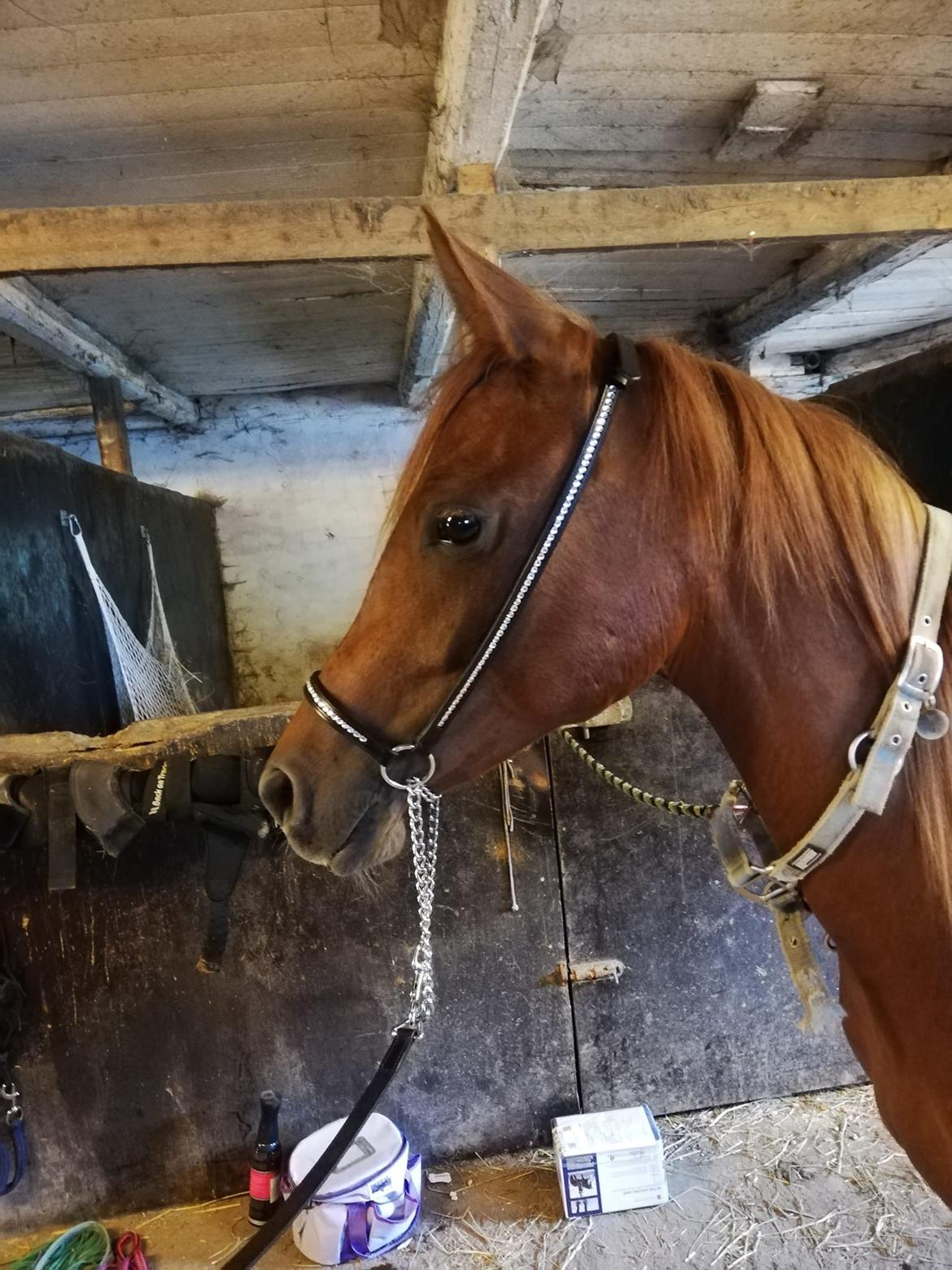 Arabisk fuldblod (OX) Hh unik touch of khiara ox billede 6