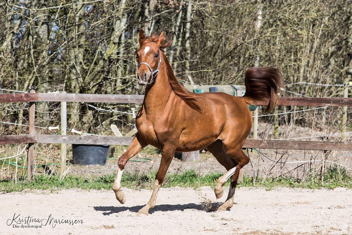 Arabisk fuldblod (OX) Hh unik touch of khiara ox billede 3