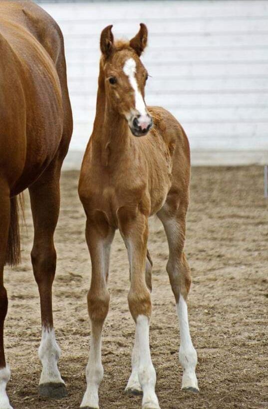 Dansk Varmblod Dicentra By Go Horses. billede 1