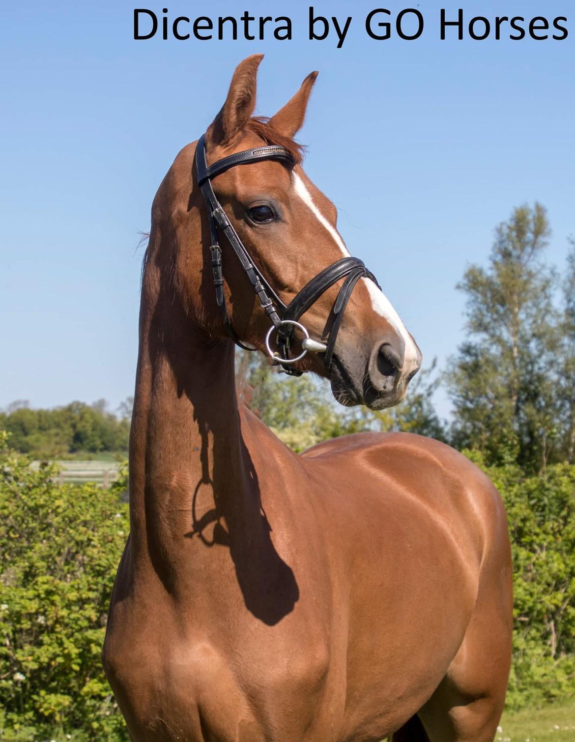 Dansk Varmblod Dicentra By Go Horses. billede 3