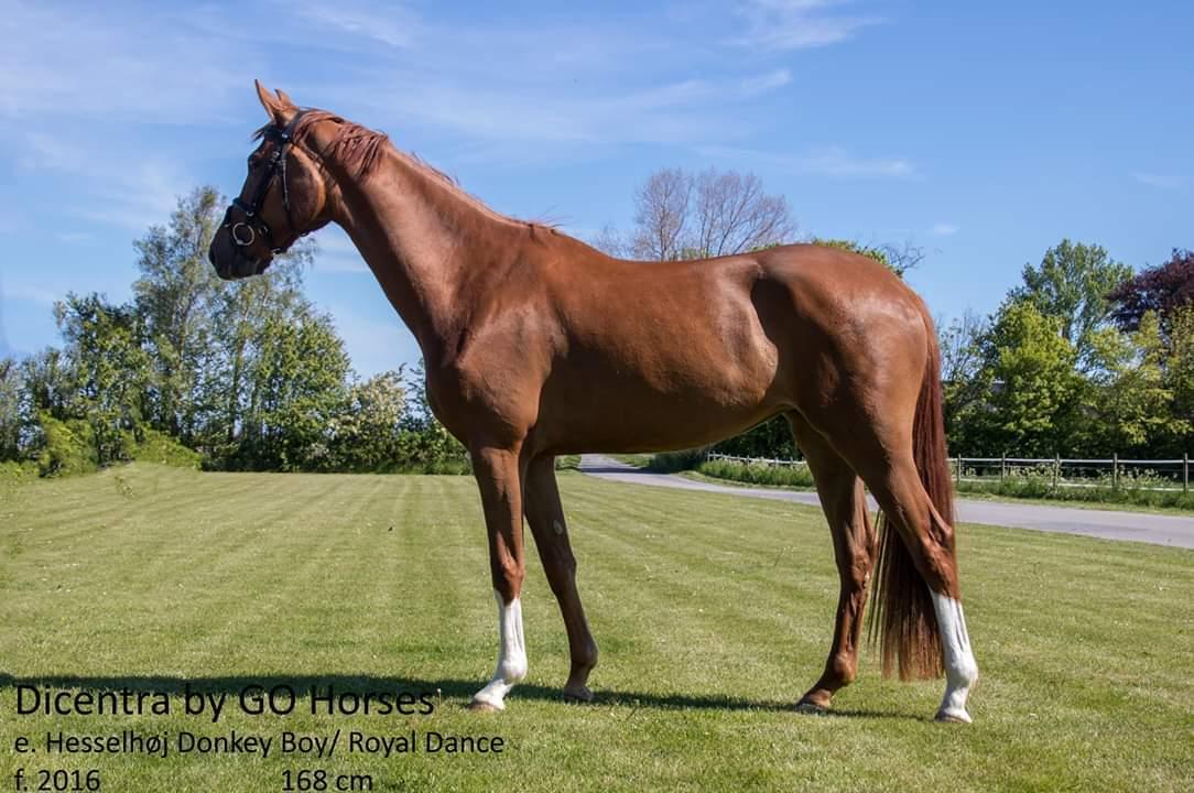 Dansk Varmblod Dicentra By Go Horses. billede 2