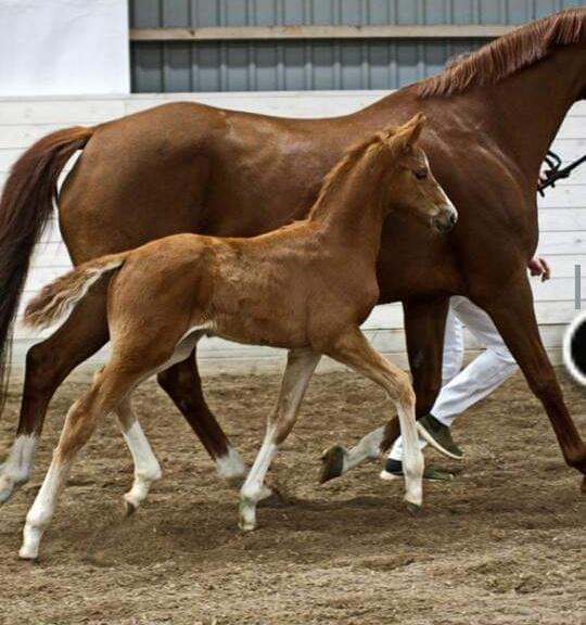 Dansk Varmblod Dicentra By Go Horses. billede 4