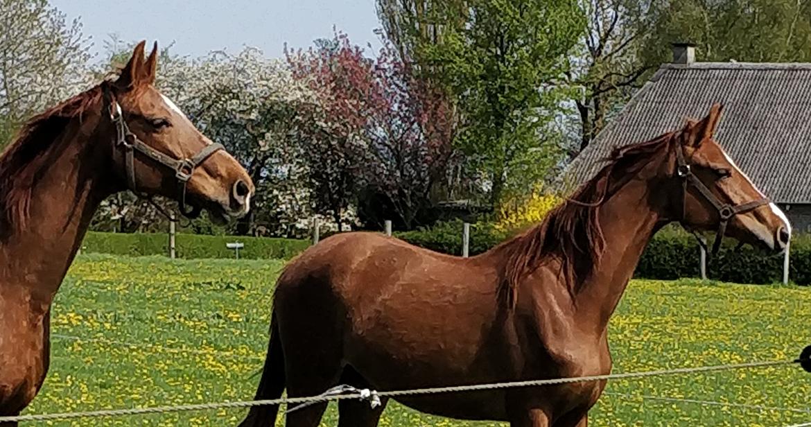 Dansk Varmblod Dicentra By Go Horses. billede 5