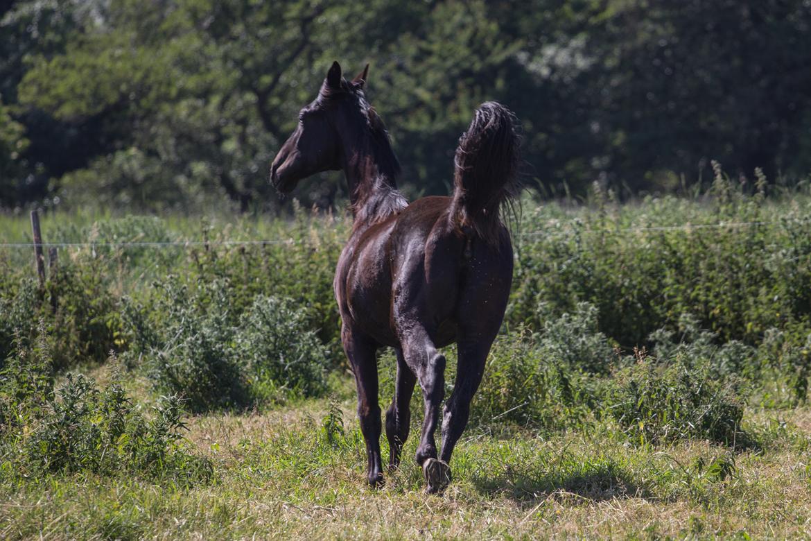 Oldenborg Florina billede 18