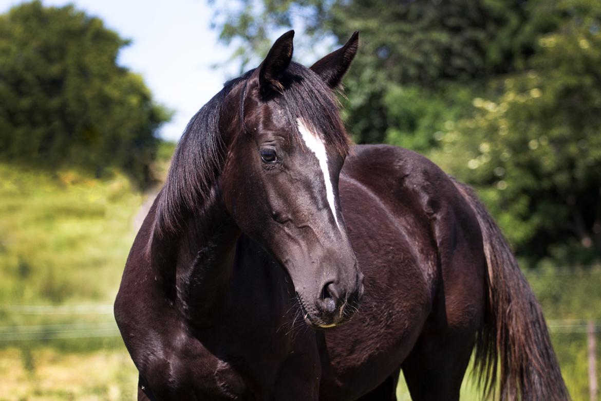 Oldenborg Florina - Fra dagen hun ankom :-) billede 2