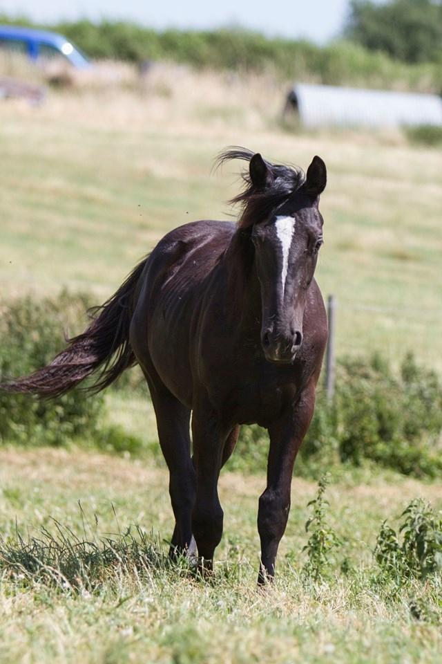 Oldenborg Florina - - Taget af Freja Sif Andersen billede 6