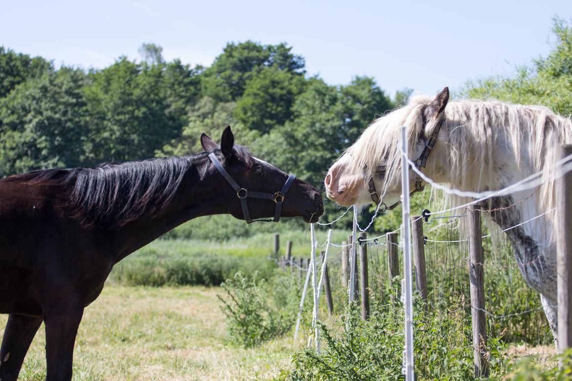 Oldenborg Florina - Florina hilser på den store flotte hingst :-) billede 19