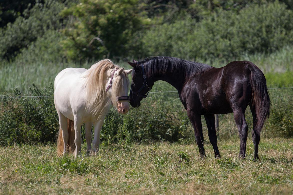 Oldenborg Florina - Florina hilser på "mor" Gravin billede 20