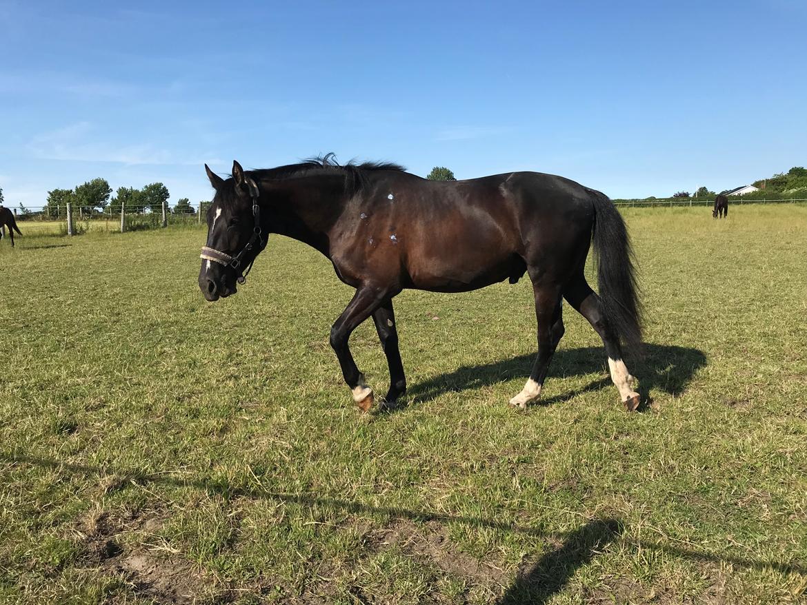 Oldenborg Matinique af strandhøjgaard billede 7