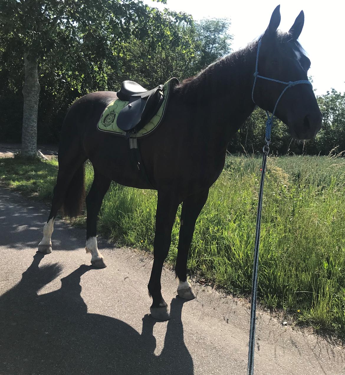 Oldenborg Matinique af strandhøjgaard billede 10