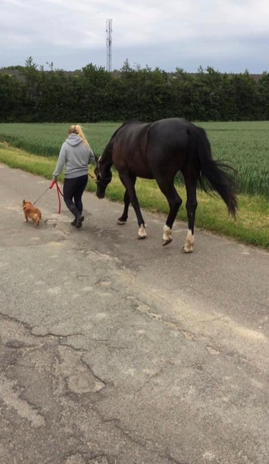 Oldenborg Matinique af strandhøjgaard billede 15