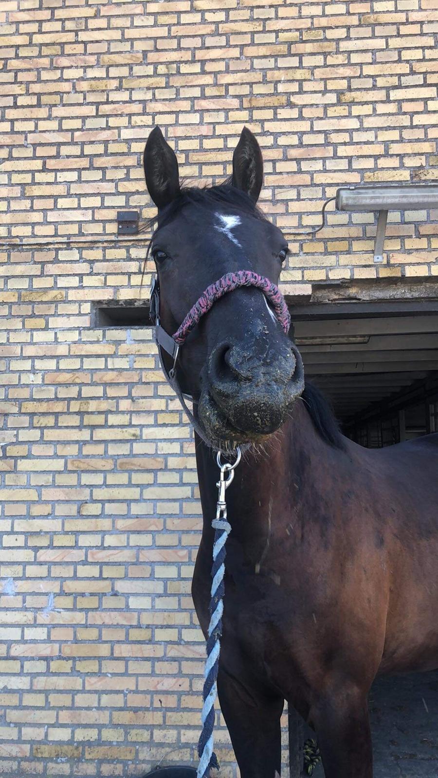 Oldenborg Matinique af strandhøjgaard billede 16