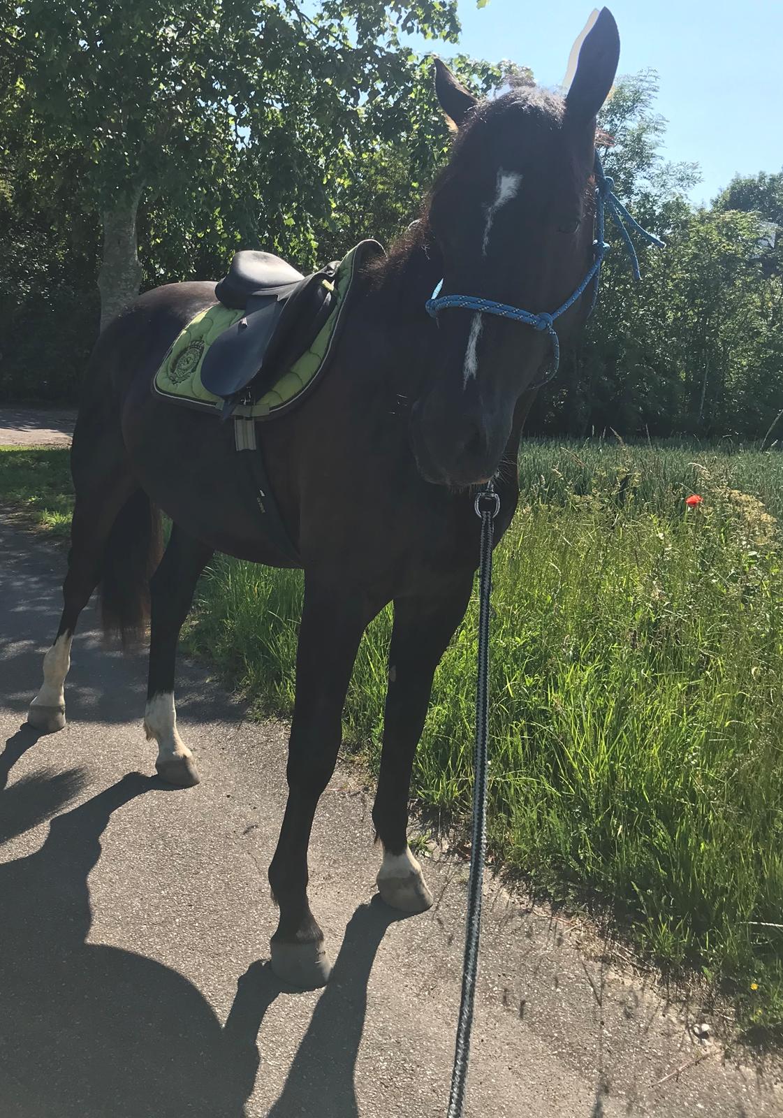 Oldenborg Matinique af strandhøjgaard billede 13