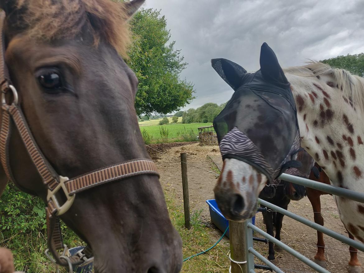 Anden særlig race Amadéo SNG billede 3