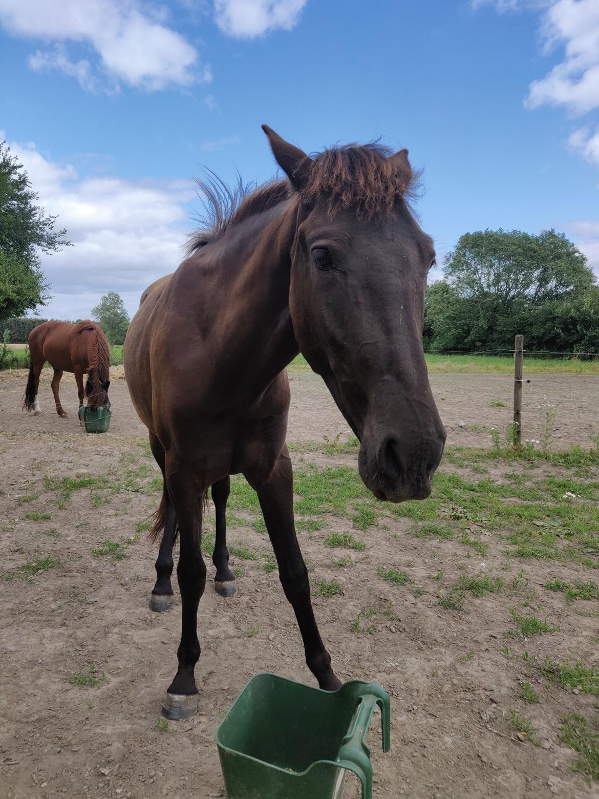 Anden særlig race Amadéo SNG billede 1