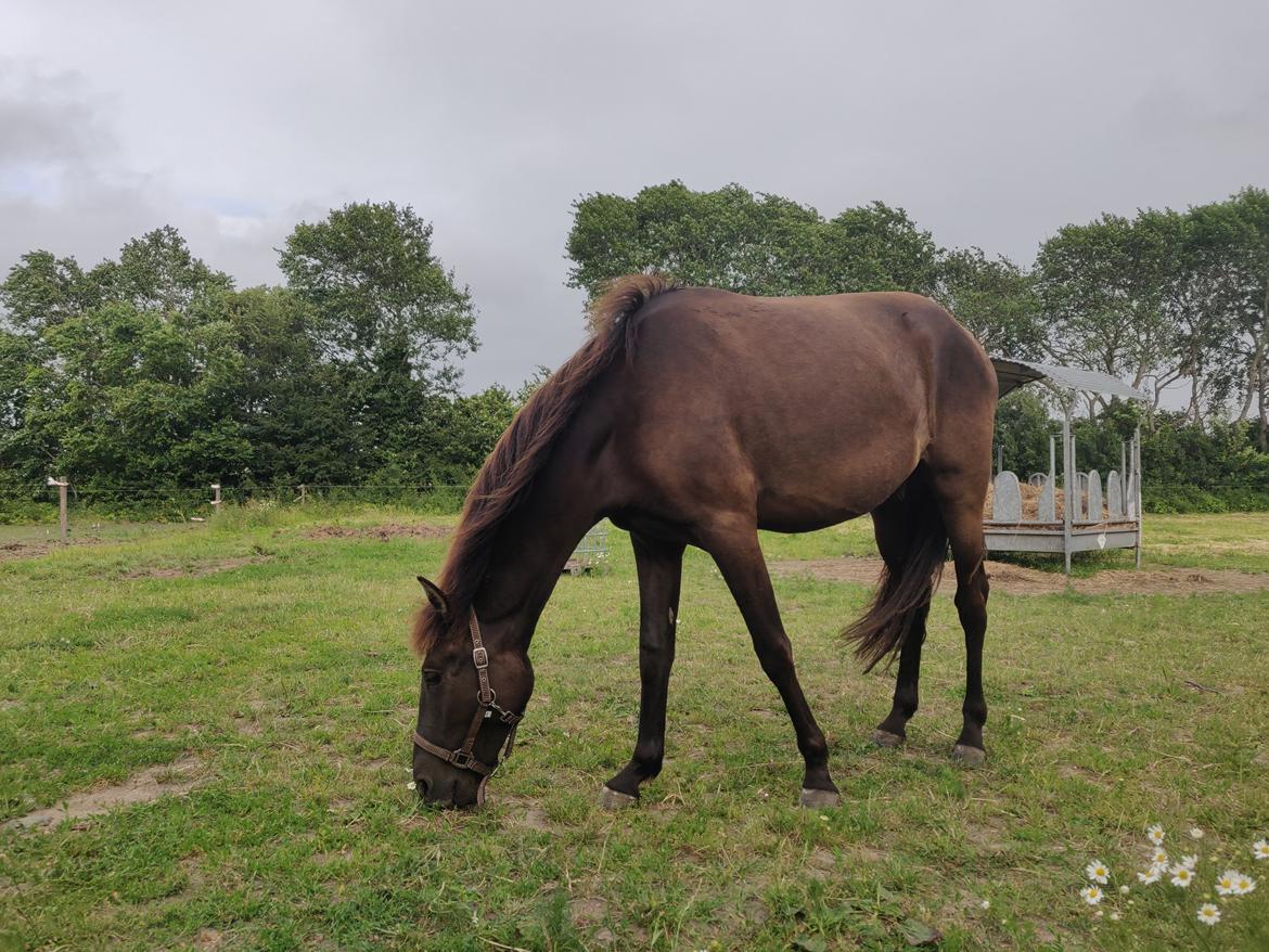 Anden særlig race Amadéo SNG billede 2