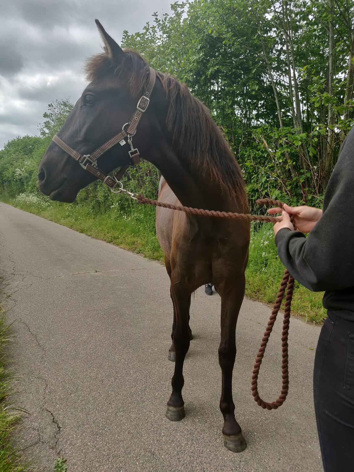 Anden særlig race Amadéo SNG billede 8