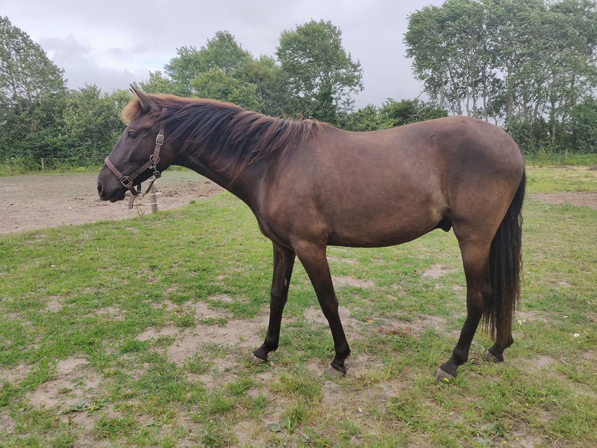 Anden særlig race Amadéo SNG billede 4