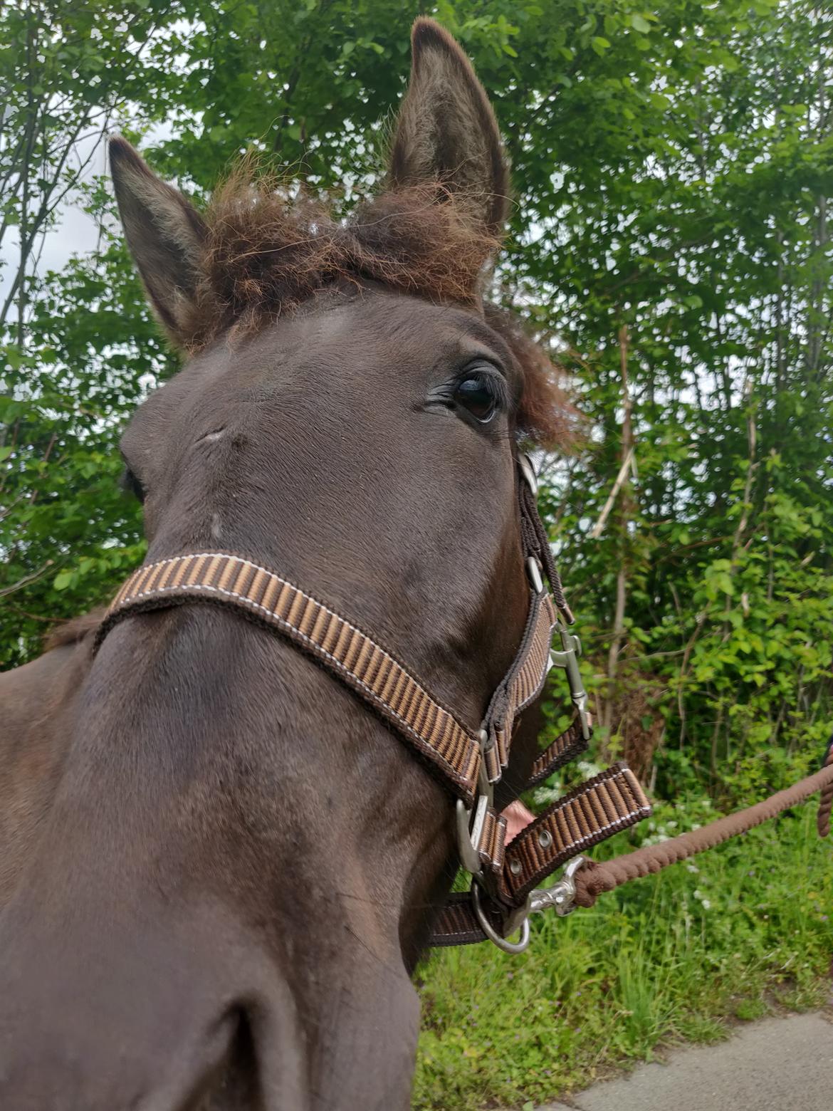 Anden særlig race Amadéo SNG billede 9