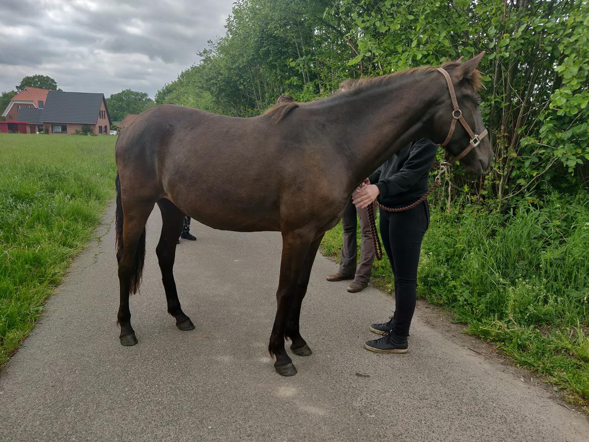 Anden særlig race Amadéo SNG billede 7
