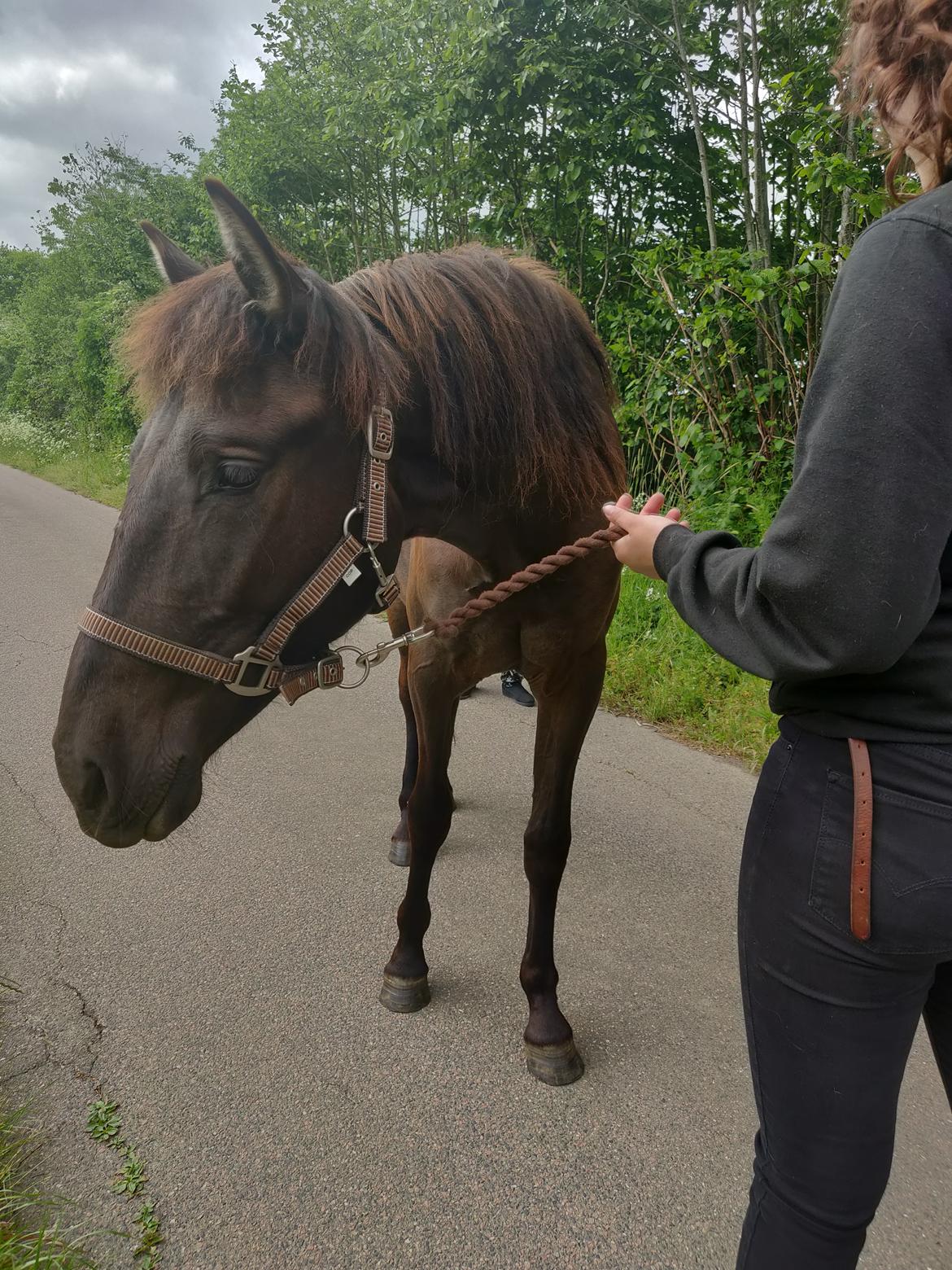 Anden særlig race Amadéo SNG billede 6