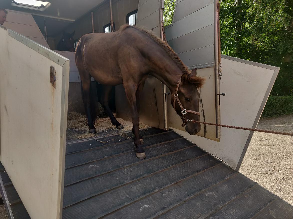 Anden særlig race Amadéo SNG billede 5