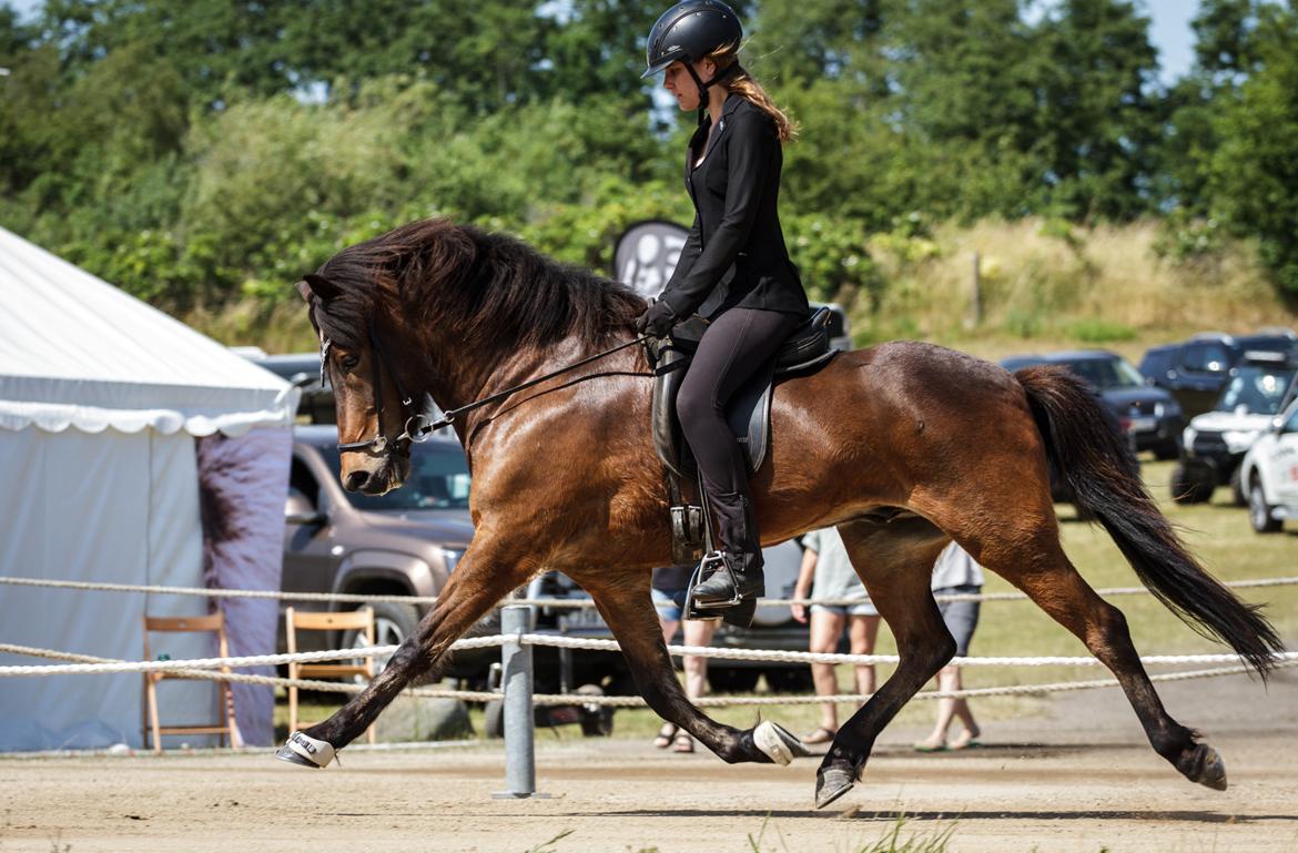 Islænder Magnús fra Kragensgård billede 1