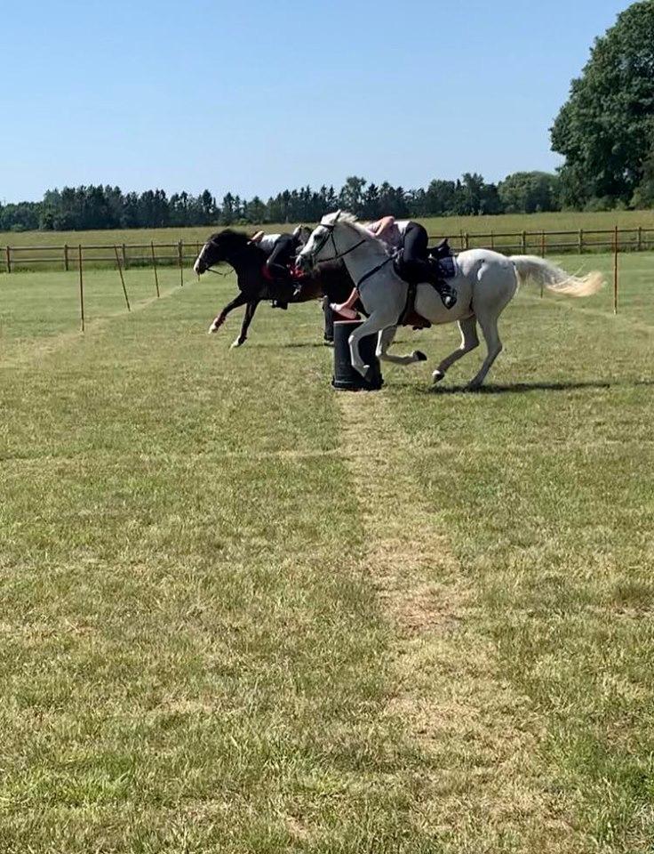 Anden særlig race Tequila billede 2