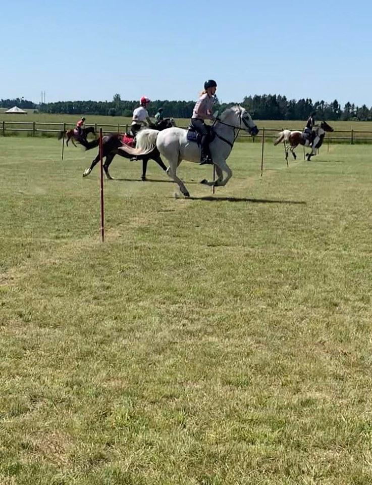 Anden særlig race Tequila billede 17