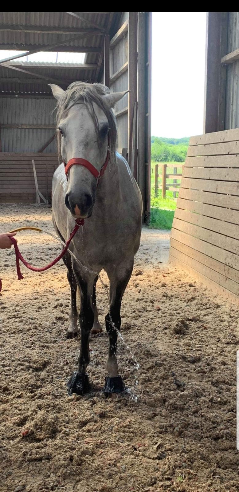 Lusitano Gladiador  billede 1