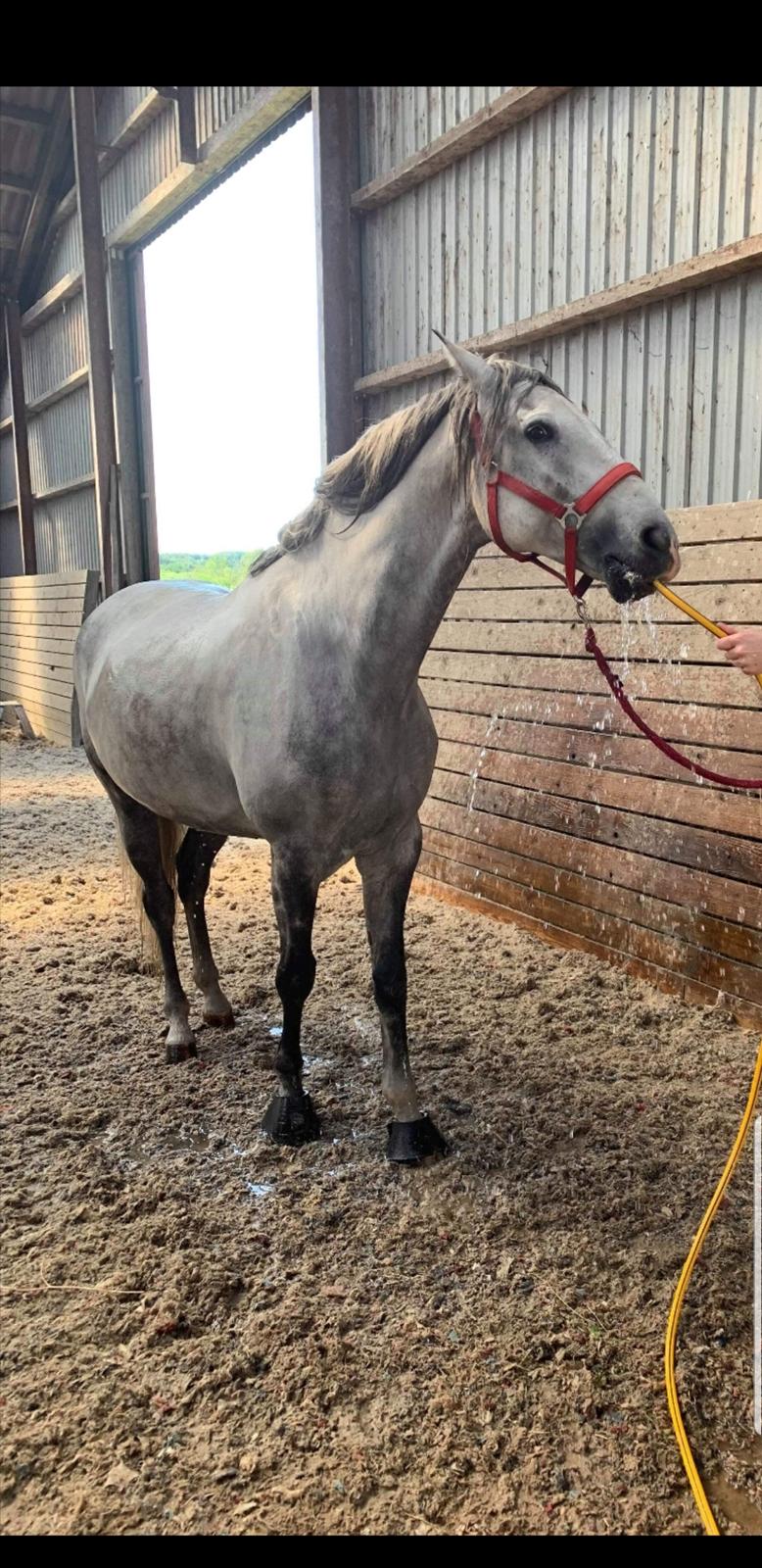 Lusitano Gladiador  - Han ELSKER vand slangen  billede 2