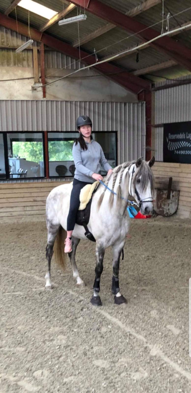 Lusitano Gladiador  billede 3