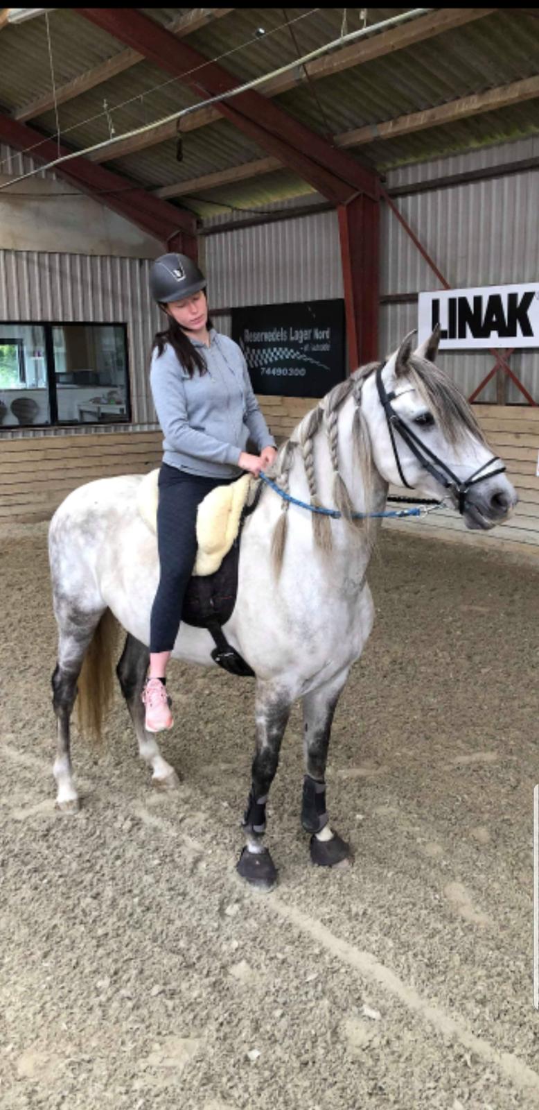 Lusitano Gladiador  billede 4