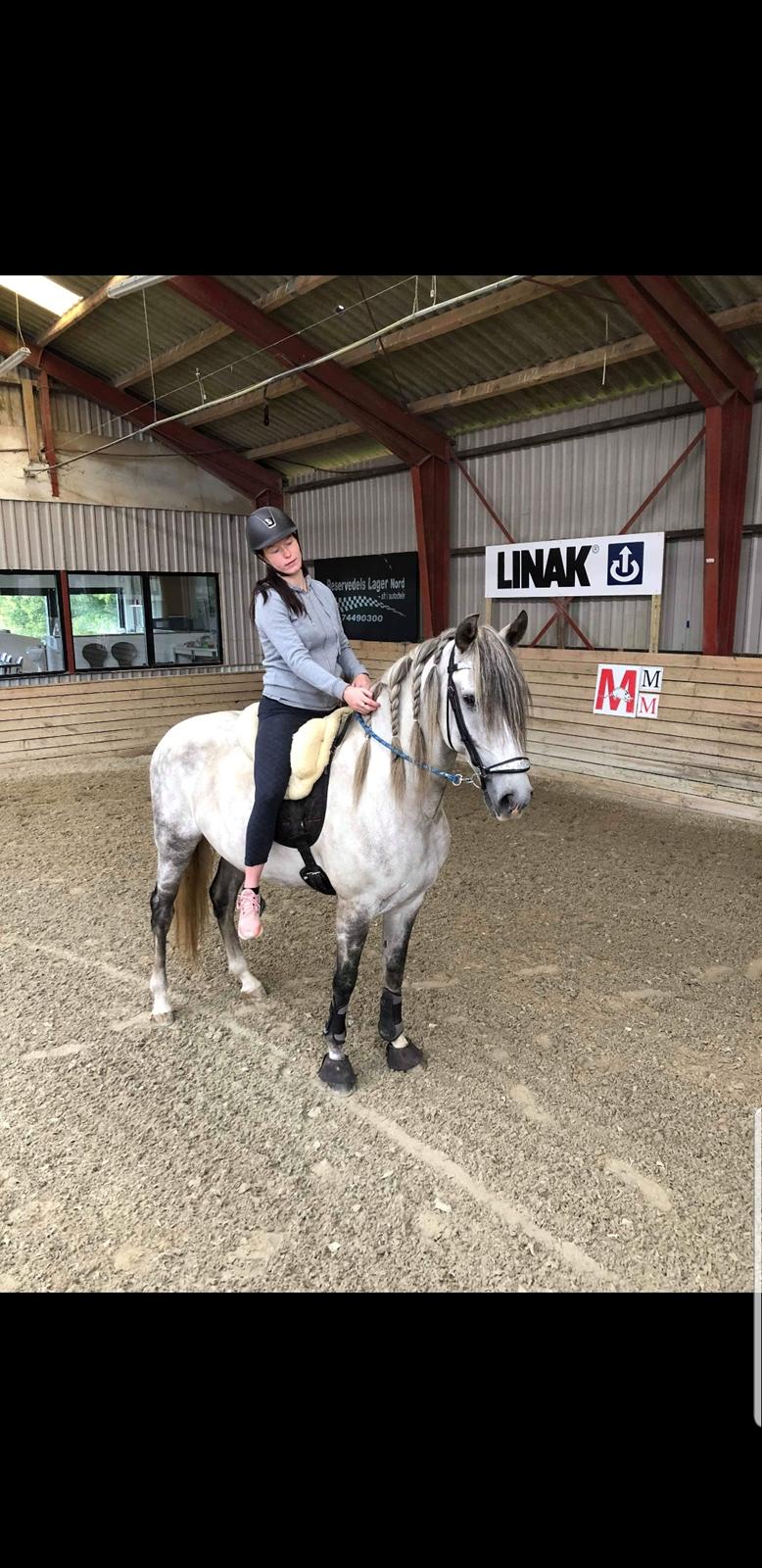 Lusitano Gladiador  billede 5