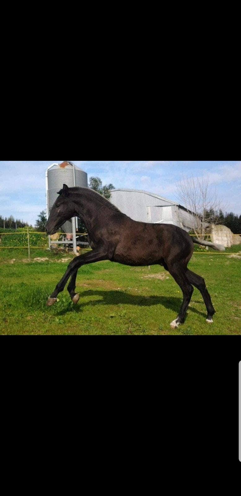 Lusitano Gladiador  - som Følle i Portugal  billede 6