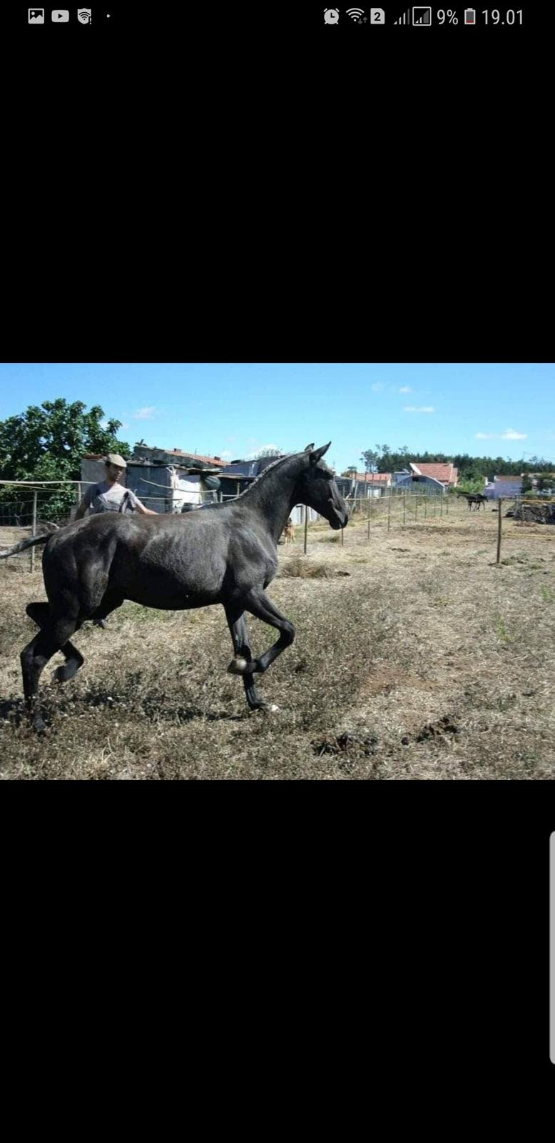 Lusitano Gladiador  - lidt større Følle i Portugal  billede 7