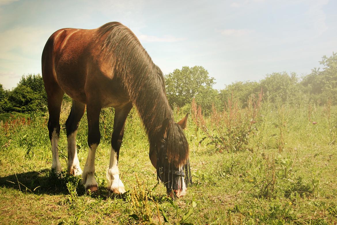 Welsh Cob (sec D) Bøgehøj's Miss Jardore - Juni 2019 billede 16