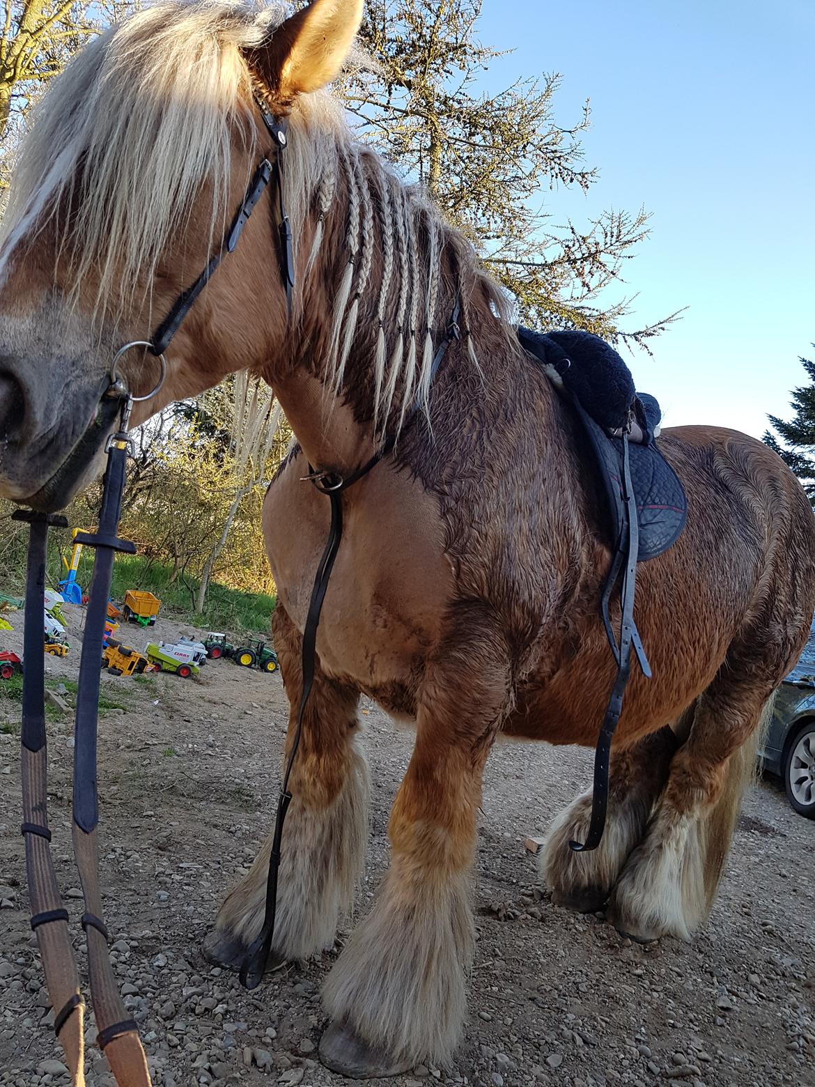 Jyde Emma fra svane billede 3