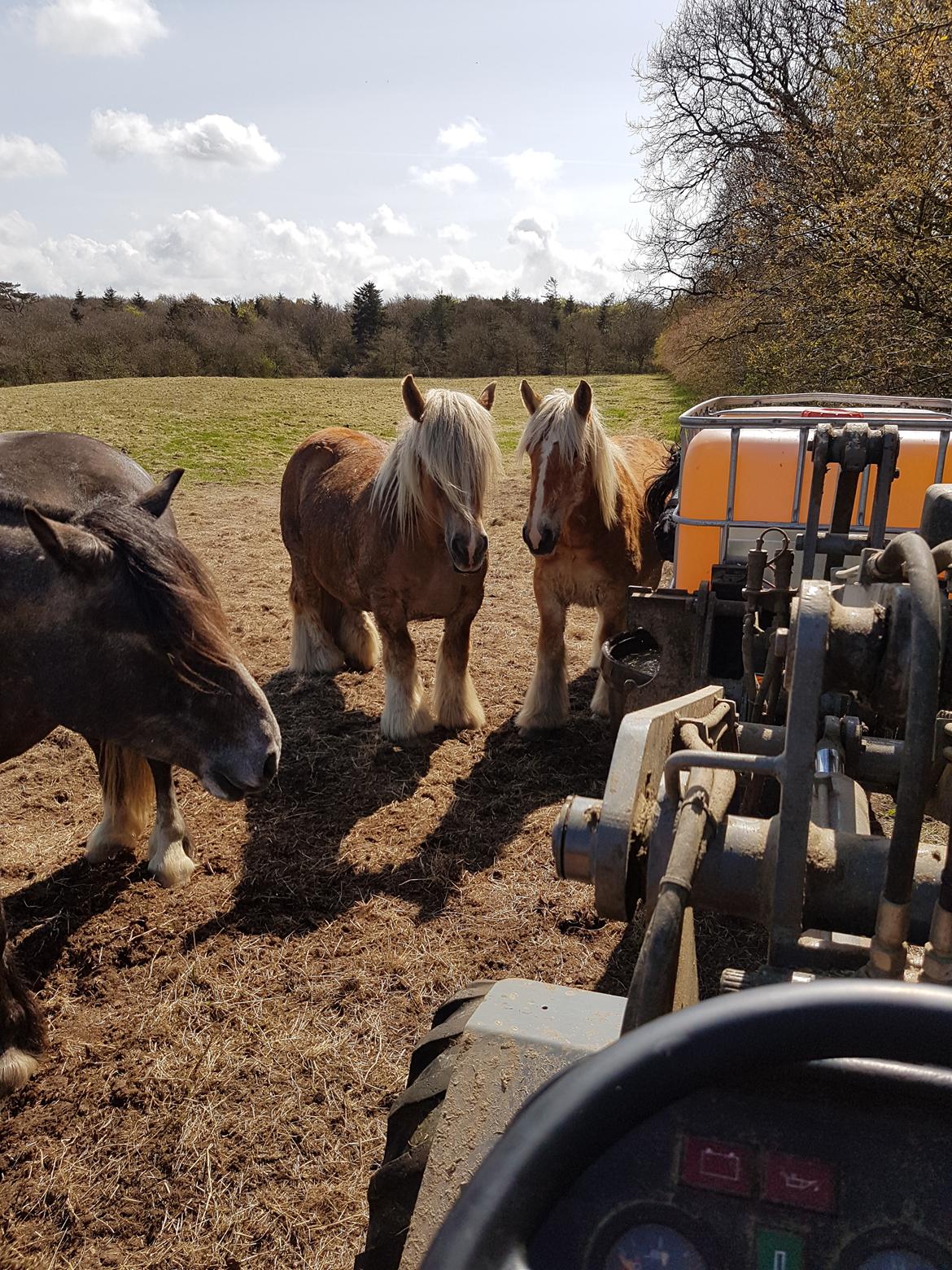 Jyde Emma fra svane billede 5