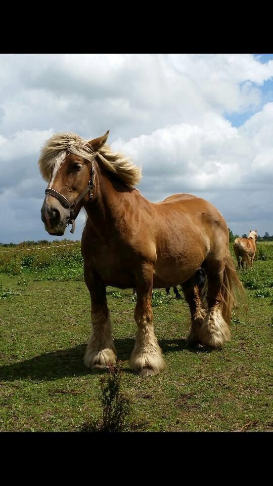 Jyde Emma fra svane billede 9