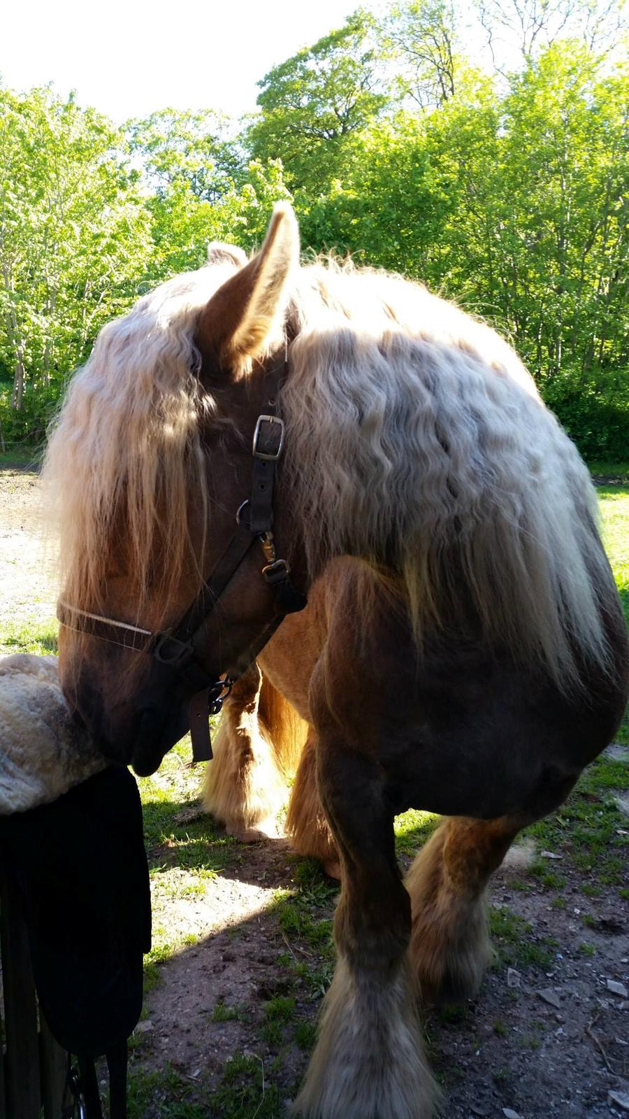 Jyde Emma fra svane billede 10