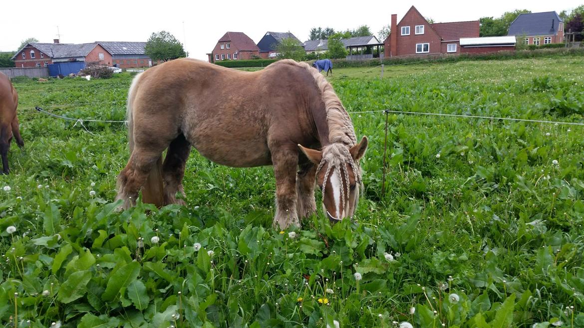 Jyde Emma fra svane billede 11
