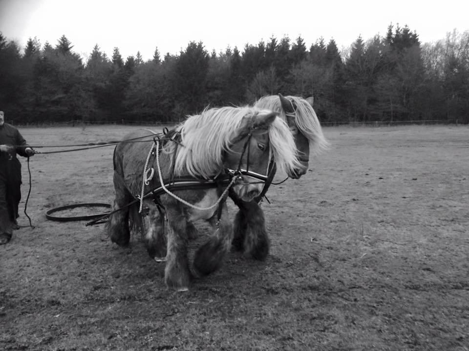 Jyde Emma fra svane billede 8