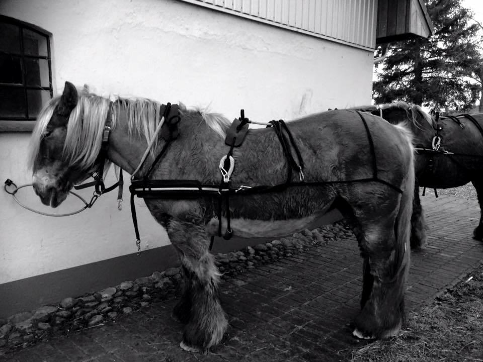 Jyde Emma fra svane billede 13