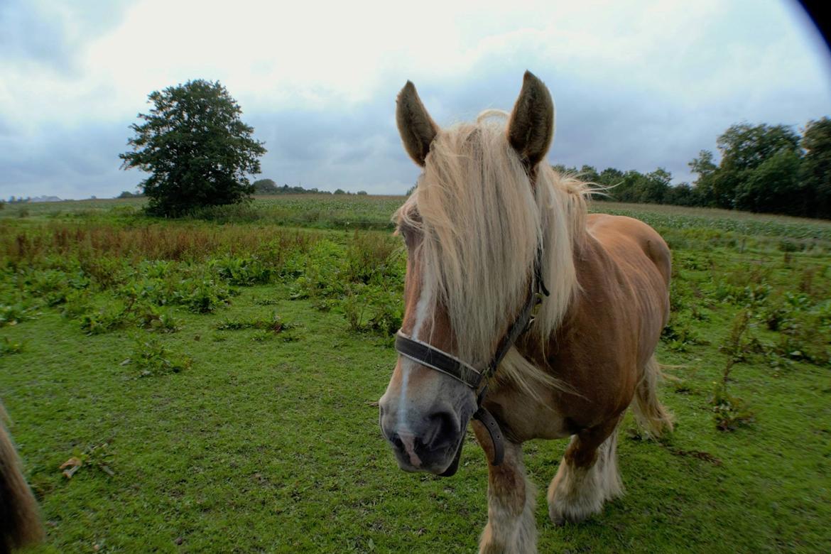 Jyde Emma fra svane billede 12