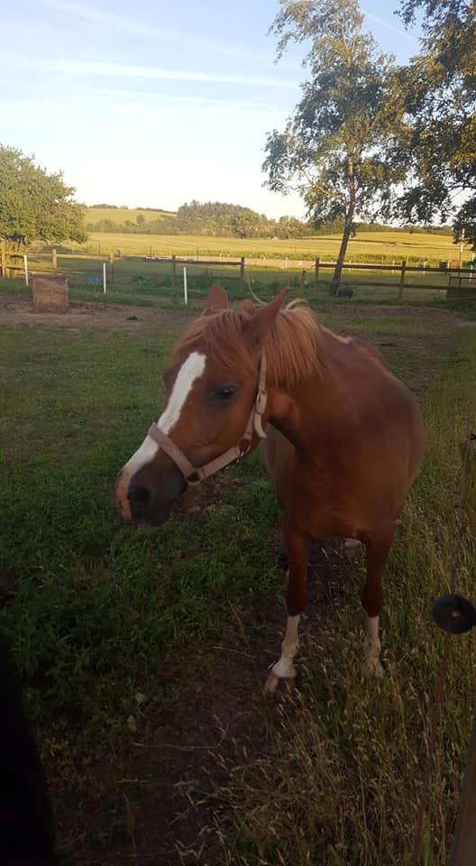 Anden særlig race Askepot billede 4